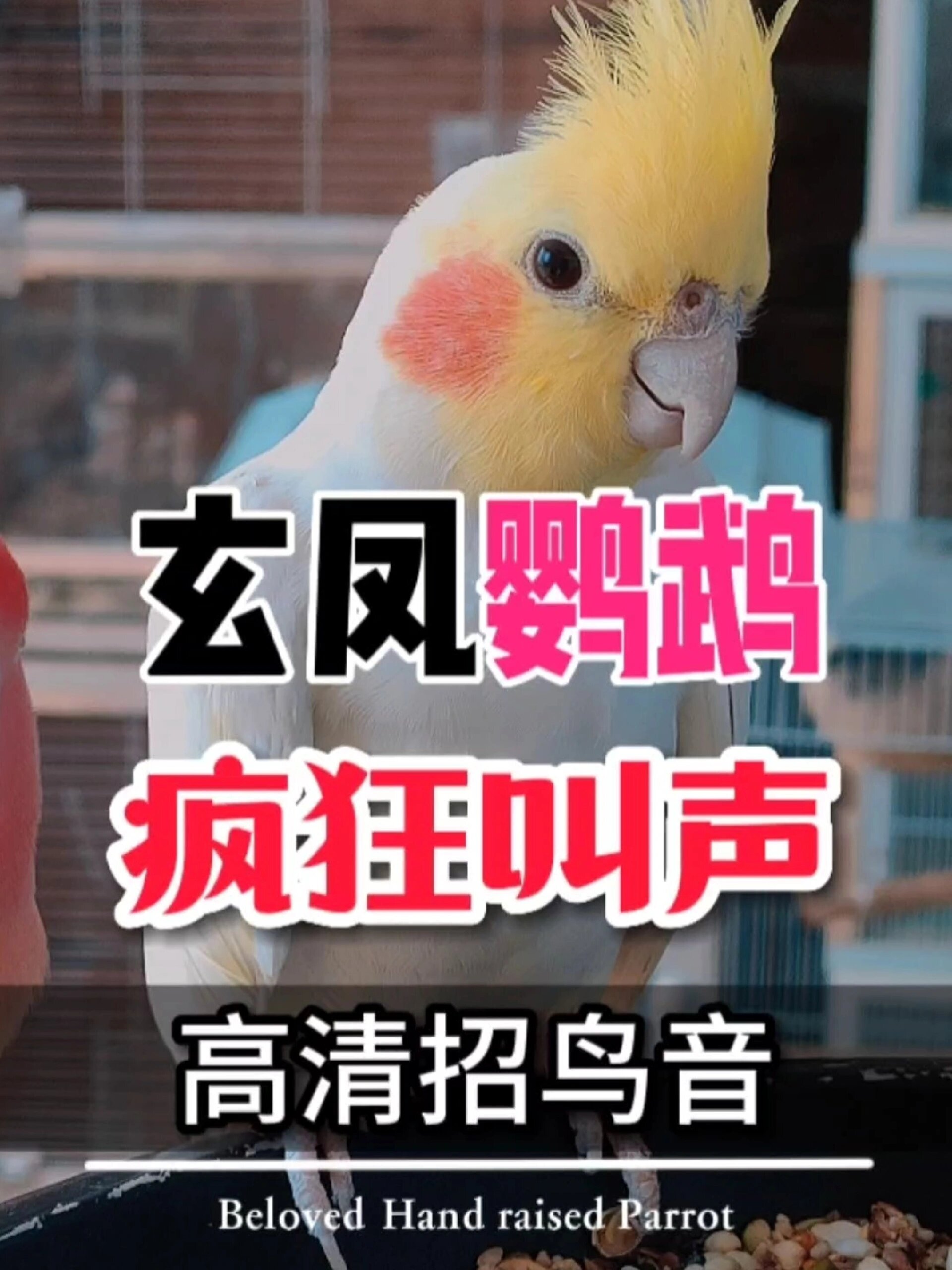玄凤鹦鹉公鸟欢迎新伙伴的兴奋叫声