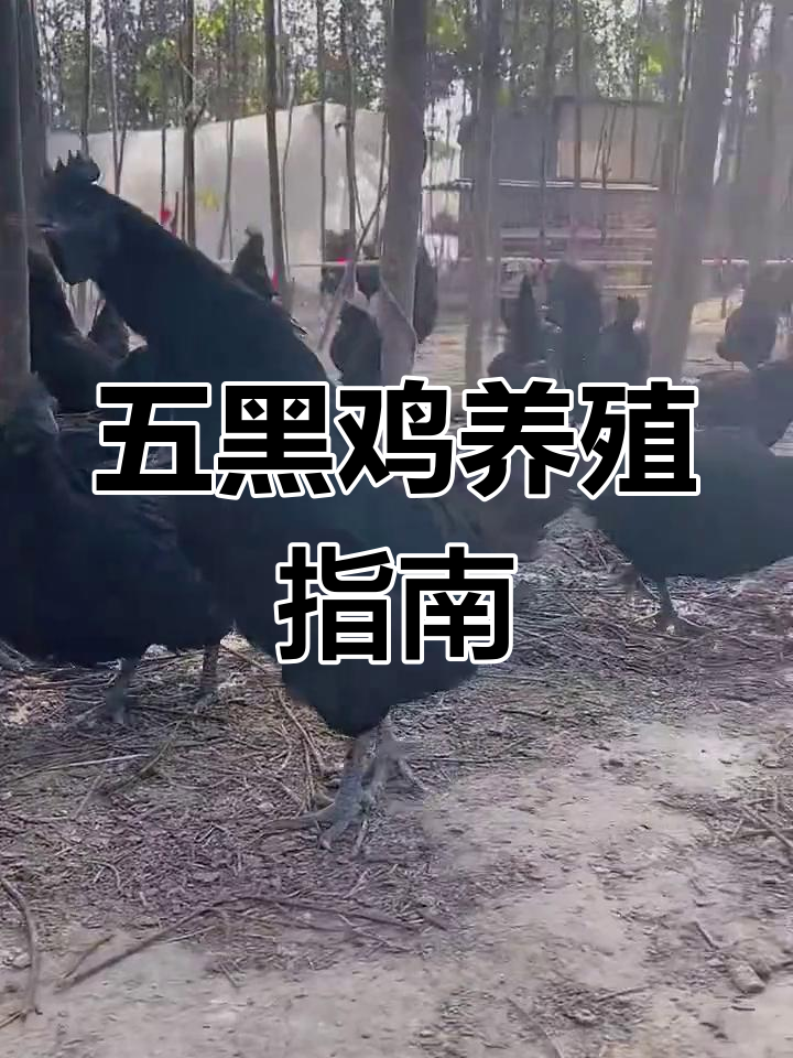 绿壳蛋鸡的养殖优势与特点