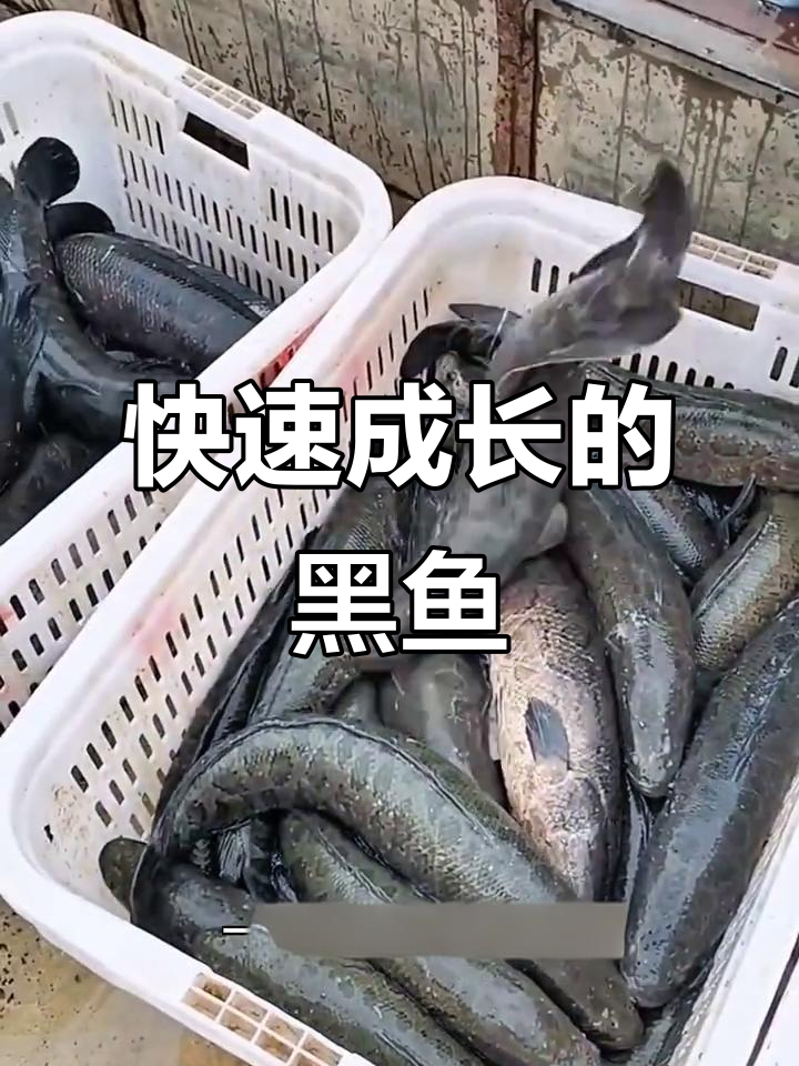 黑鱼生长迅速，一年能增重2-4斤，养殖轻松