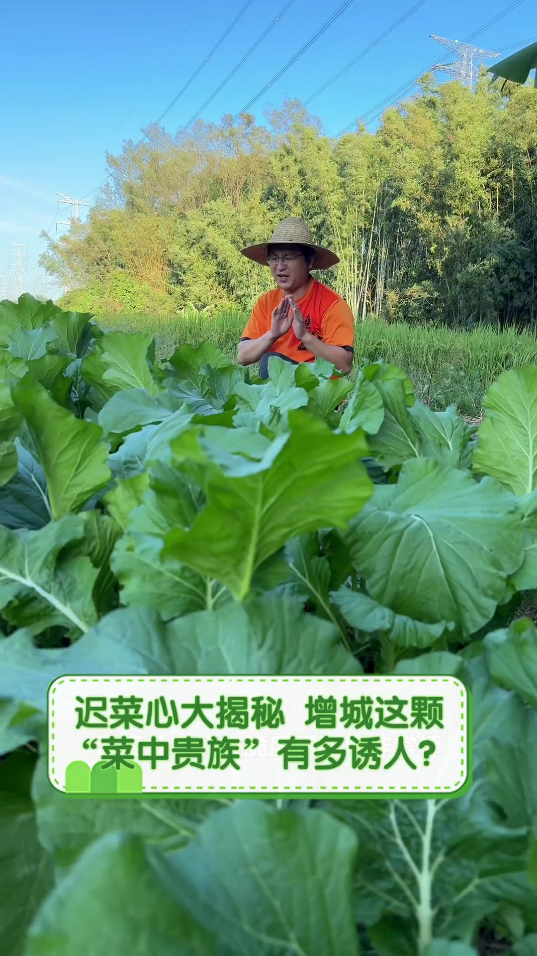 迟菜心大揭秘,增城这颗“菜中贵族”有多诱人?