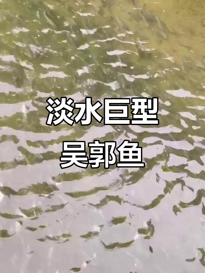 吴郭鱼,淡水中的小巨人,最大可达50公分