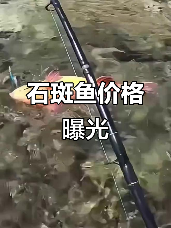 这条石斑鱼在国内能卖多少钱一斤?路亚海钓大揭秘