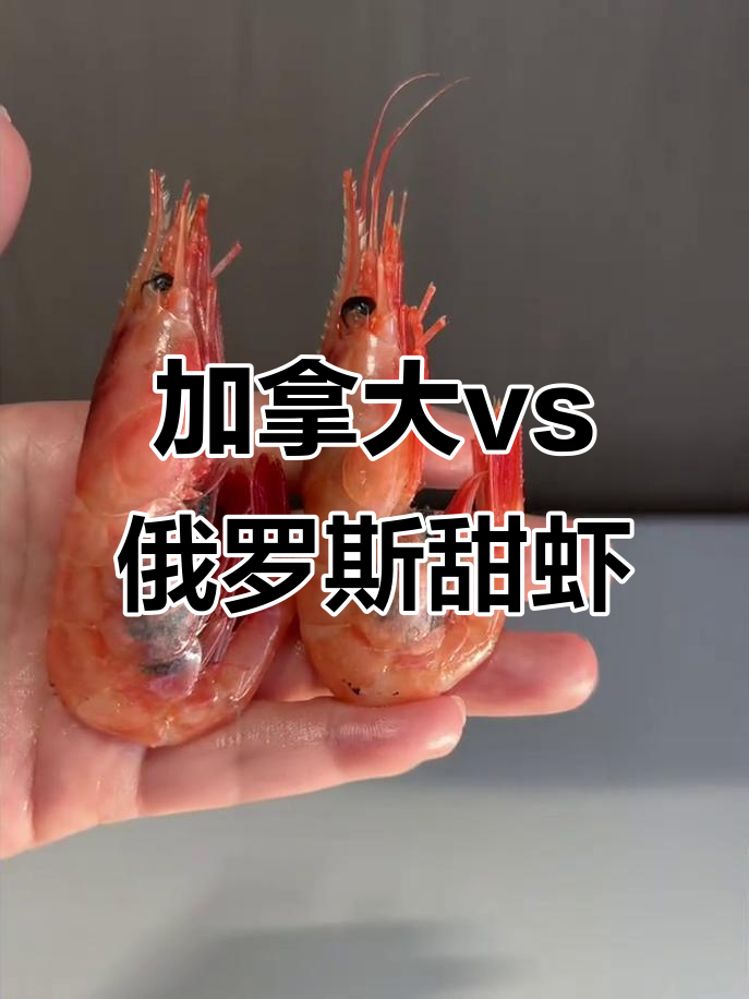 加拿大与俄罗斯甜虾大对比,口感、规格全解析