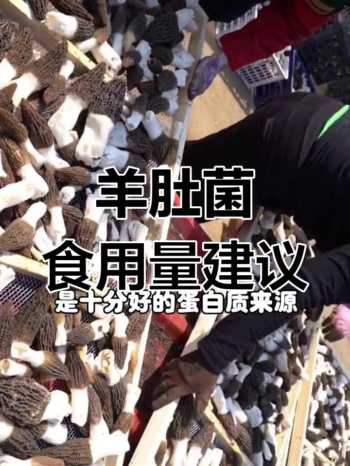 羊肚菌一次吃多少才合适?