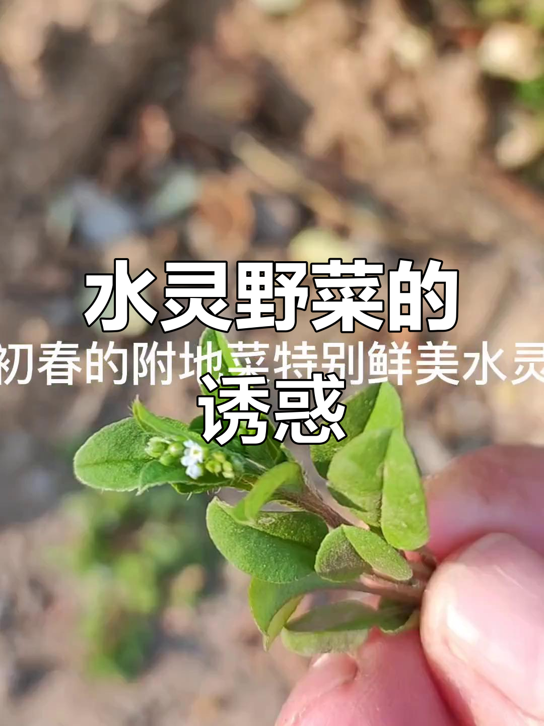 附地菜清新诱人,小兰花独特美丽