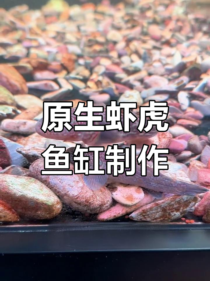 打造原生虾虎鱼缸