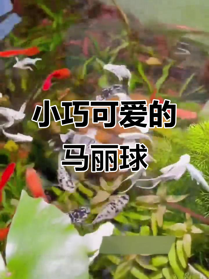 温和胎生小精灵，轻松养鱼乐趣多