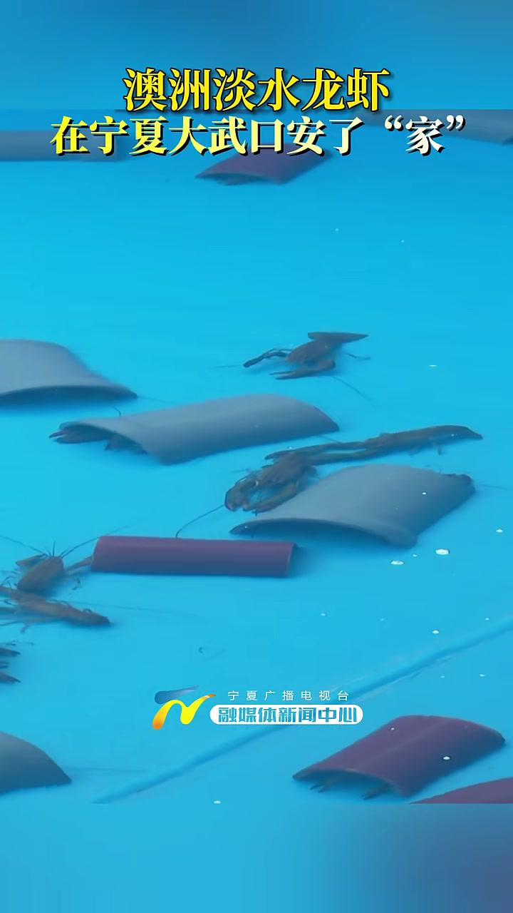 澳洲淡水龙虾在宁夏大武口安了“家” 宁夏