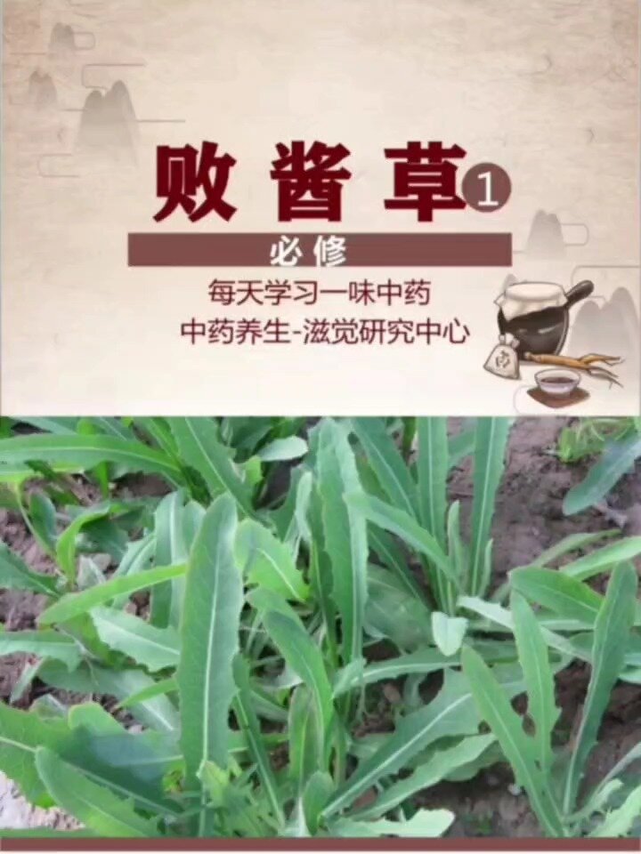 每天一味中药,败酱草