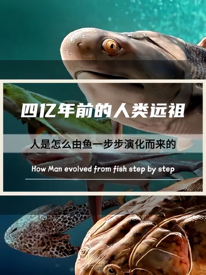 人类祖先可能是四条腿的鱼