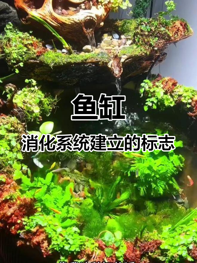 如何判断古法鱼缸硝化细菌是否建立成功