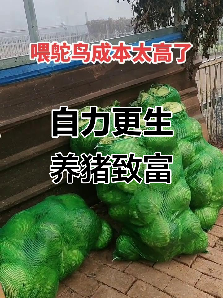 婆家吃蓝菜,养殖创业靠双手