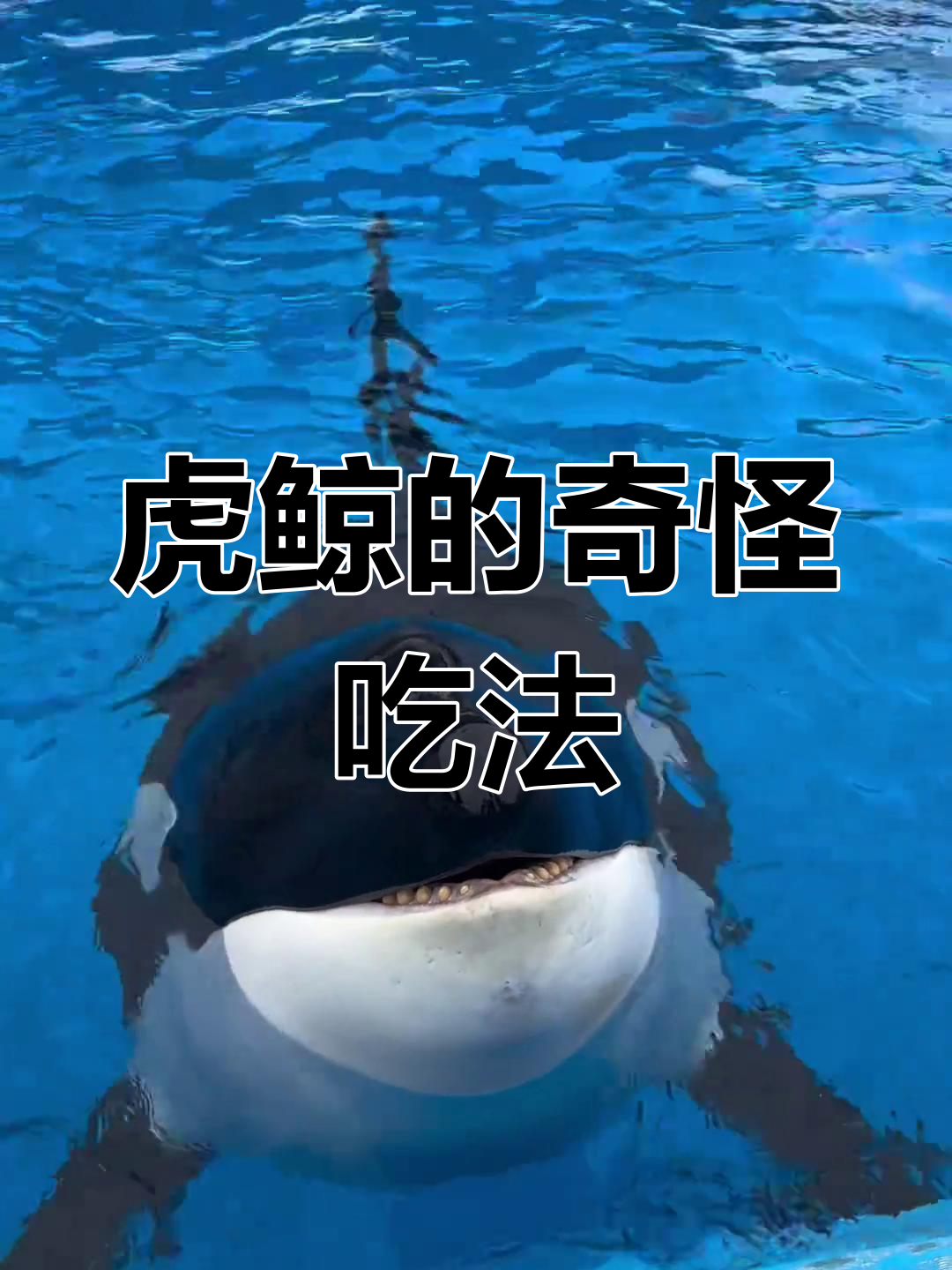 虎鲸迷惑行为大赏:它竟然这样吃鱼!