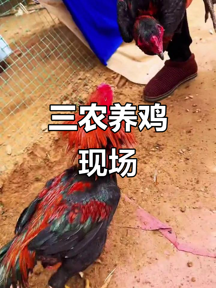 养殖大揭秘:高清三农鸡场全景展示