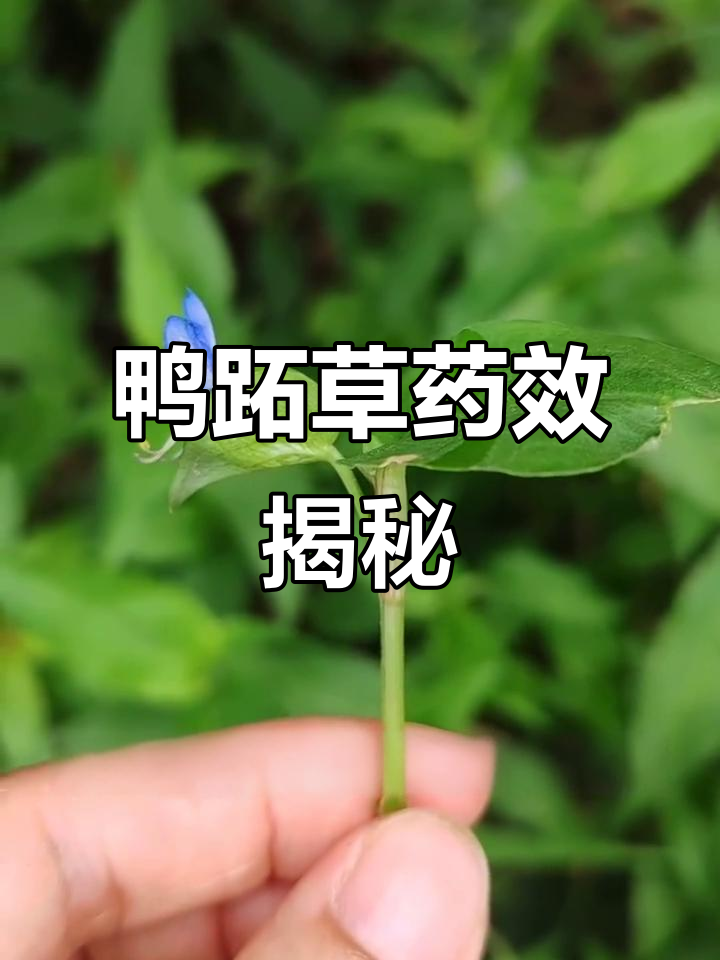 鸭跖草:田间常见却鲜为人知的药材,历史悠久效果显著