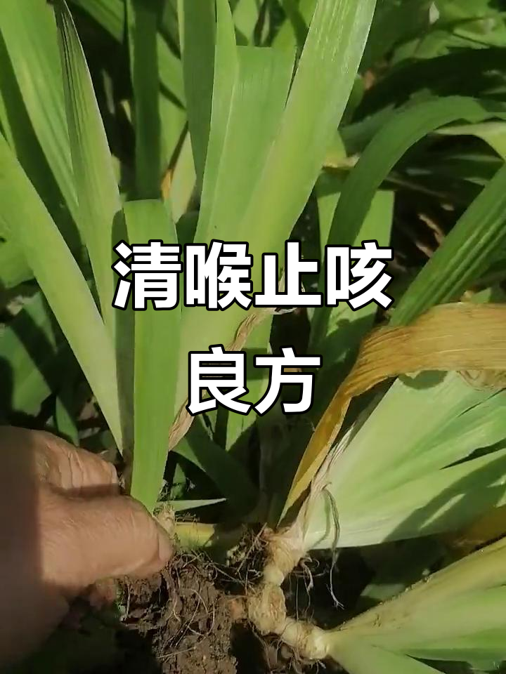 射干麻黄汤,清热解毒、消肿利咽,适用于喉咙肿痛及咳嗽
