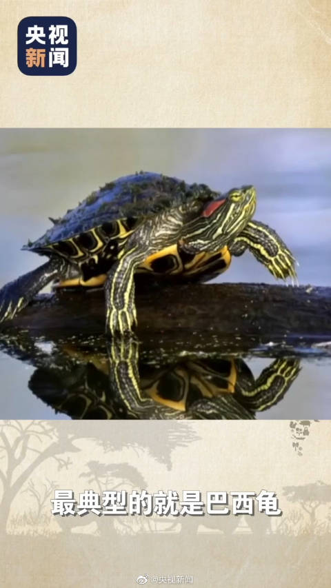 小北说事 【 这些动物千万不能随便放生 】近期,鳄雀鳝引发不少网友对外来物种入侵的关注。国