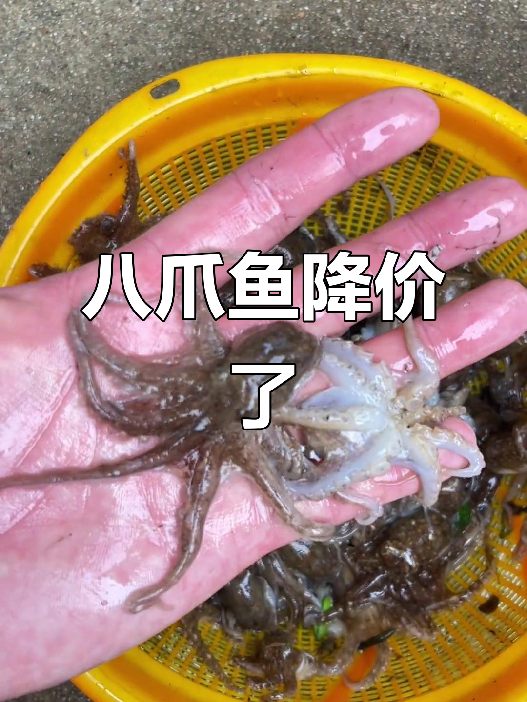 曾经昂贵的短腿八爪鱼,现在价格亲民多了!