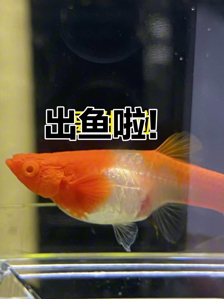 孔雀鱼成功繁殖,好运连连