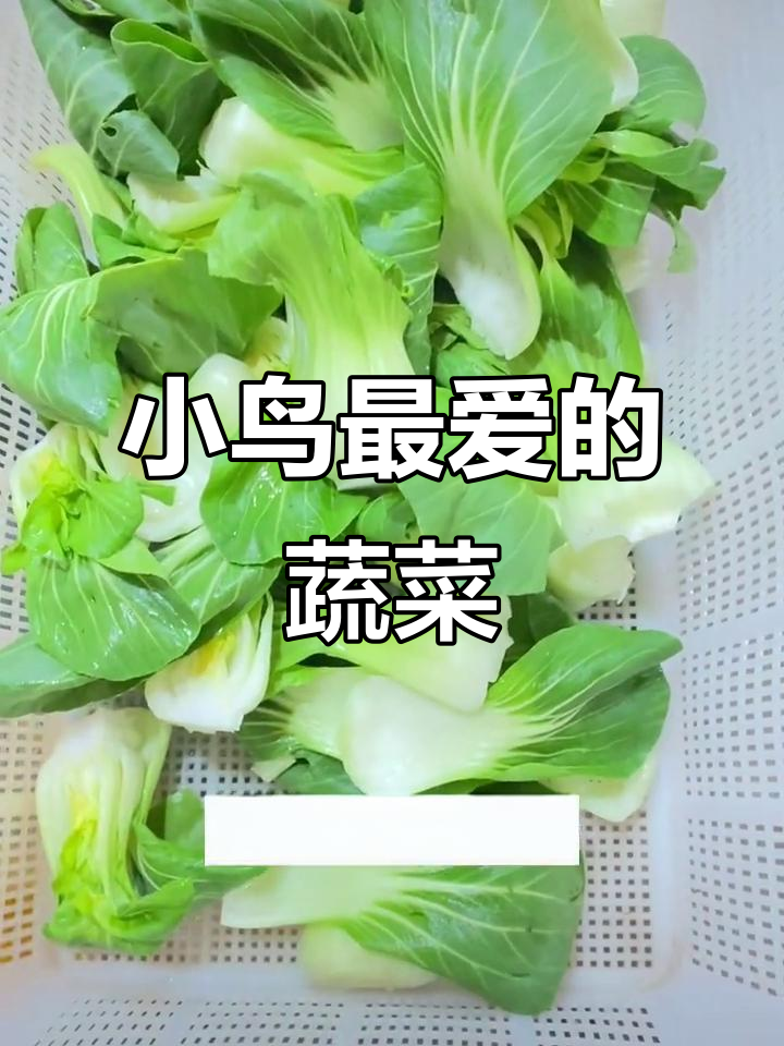 四季青青菜,小鸟最爱吃的美味!
