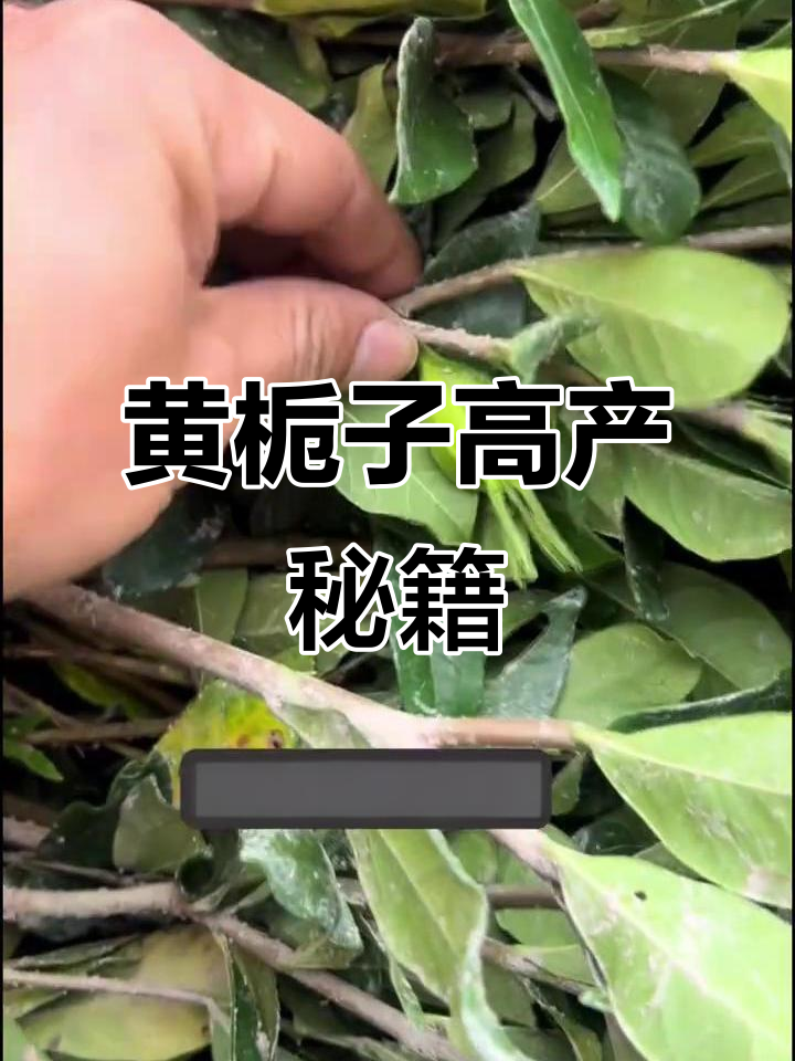 黄栀子种植技巧，产量提升秘诀与间距树苗选择要点