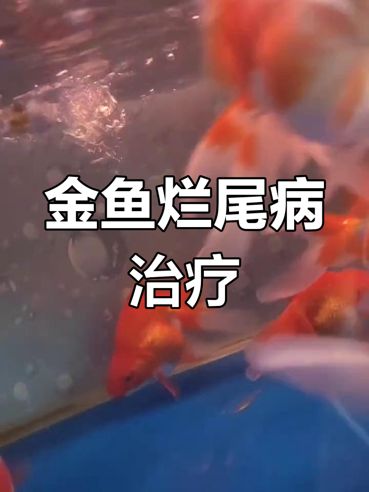 金鱼尾巴白疙瘩原因及治疗方法,水质问题不容忽视