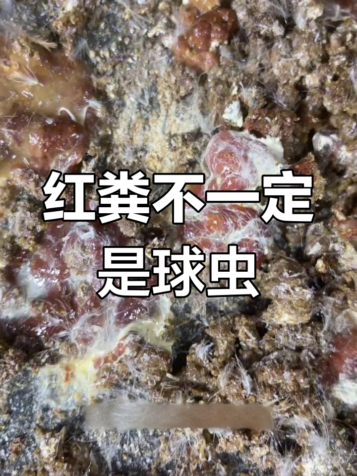 不是所有红色粪便都是球虫病,养殖经验分享