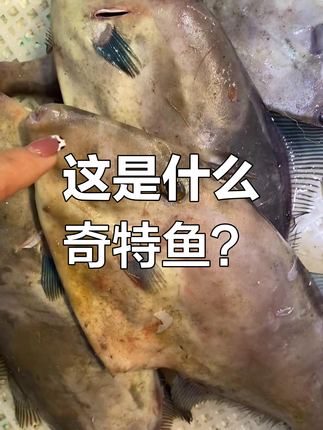 这鱼脑袋上带刺,皮超硬!新鲜得不得了