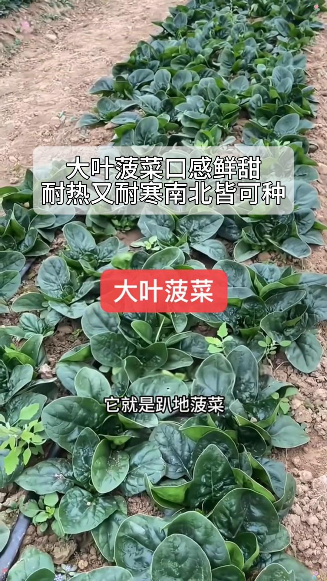 大叶菠菜口感鲜甜,耐热又耐寒南北皆可种!