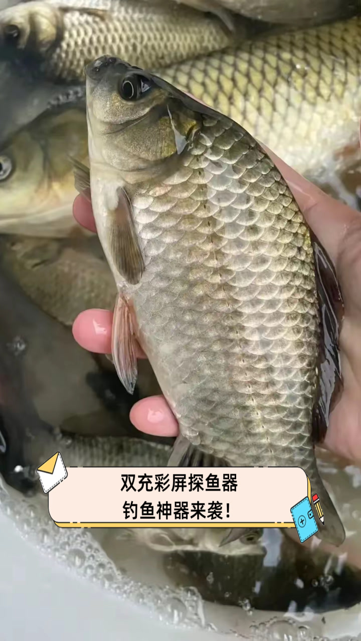 双充彩屏探鱼器，钓鱼神器来袭！