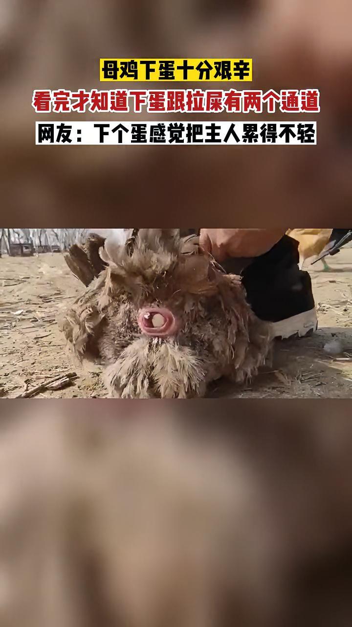 母鸡下蛋十分艰辛 看完才知道下蛋跟拉屎有两个通道 网友:下个蛋感觉把主人累得不轻 下蛋