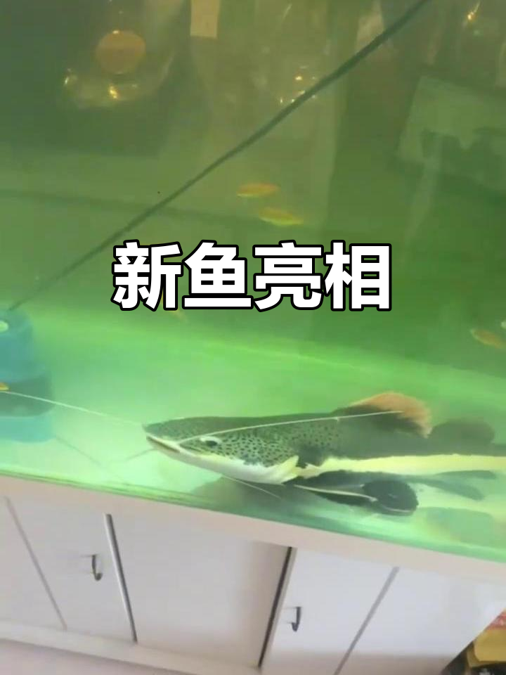 招财猫鱼登场，鲶鱼的克星来了！