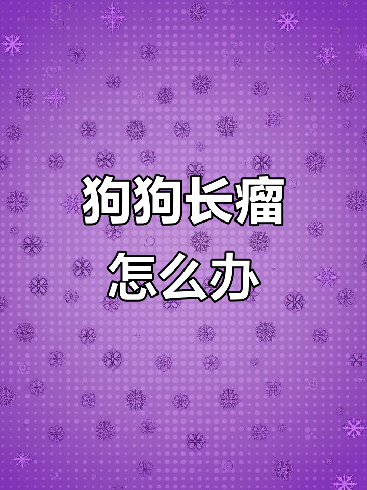 狗狗身上长疙瘩,可能是肿瘤!老年泰迪如何应对?
