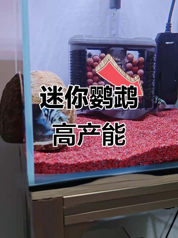 迷你鹦鹉鱼太能生,磁吸繁殖罐内卵多到惊人