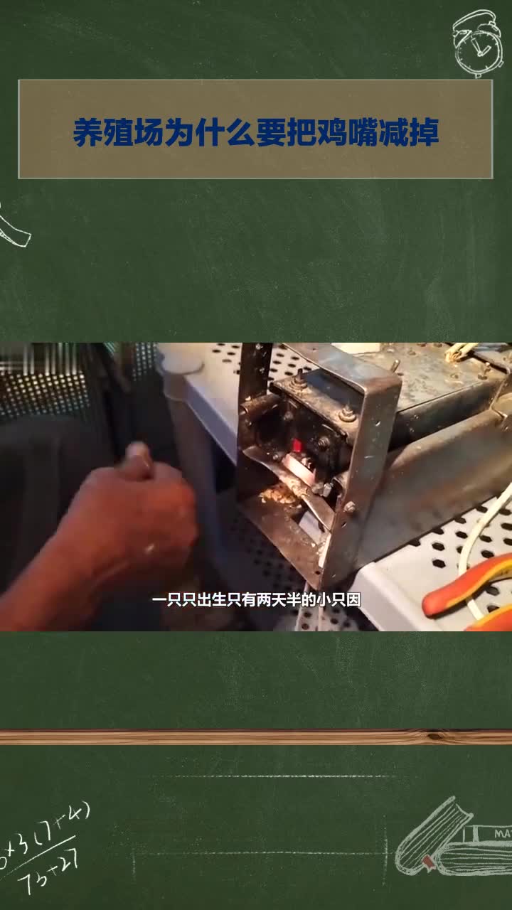 养殖场为何要剪掉鸡嘴?背后原因大揭秘