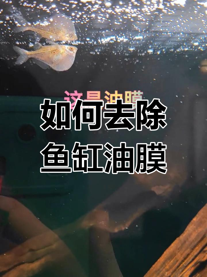 鱼缸油膜怎么办?两种方法轻松解决