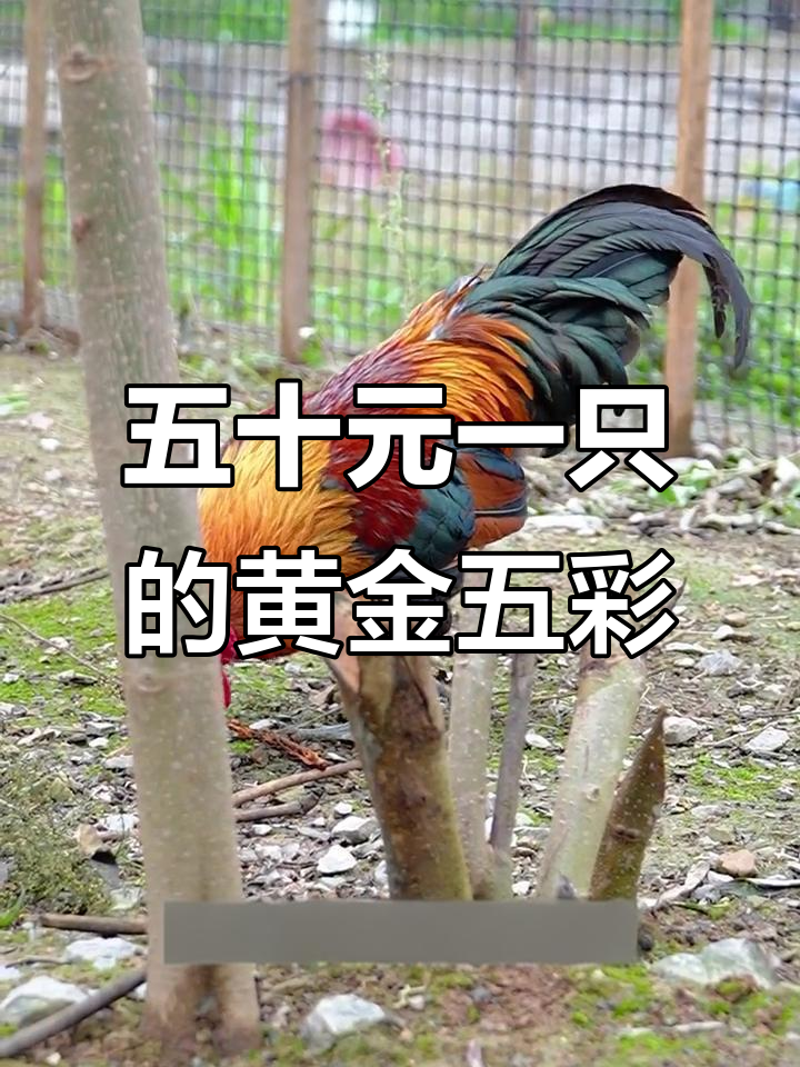 50块一斤收黄金五彩大公鸡,已经收到几只了?