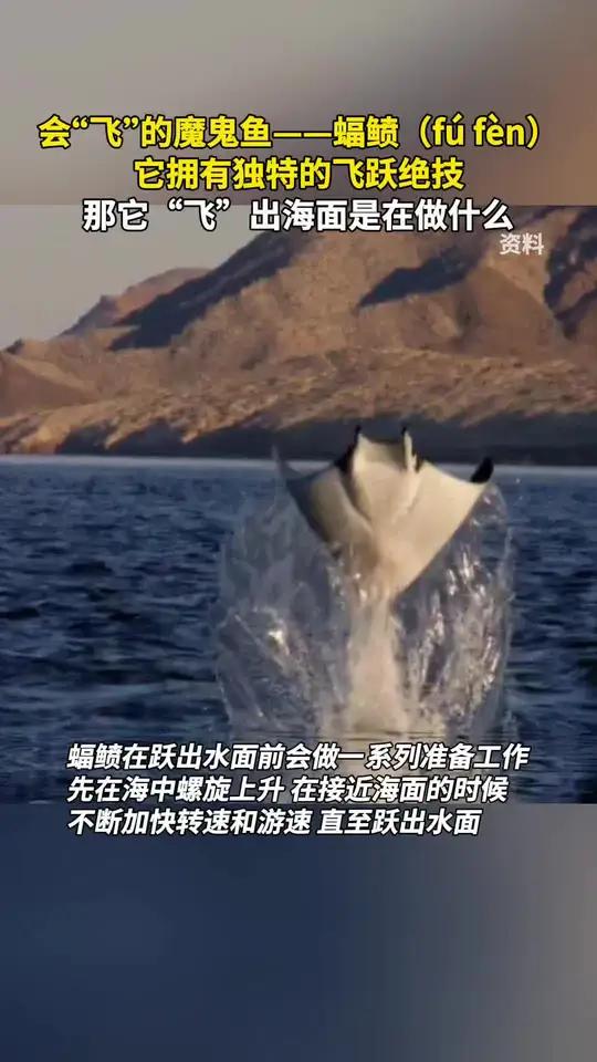 会“飞”的魔鬼鱼——蝠鲼(fú fèn),它拥有独特的飞跃绝技,那它“飞”出海面是在做什么