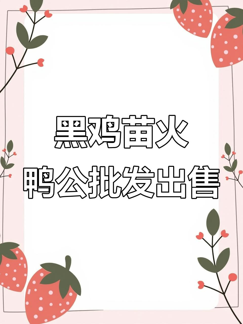 云南K901黑鸡苗与大花火鸭公批发,质量保证