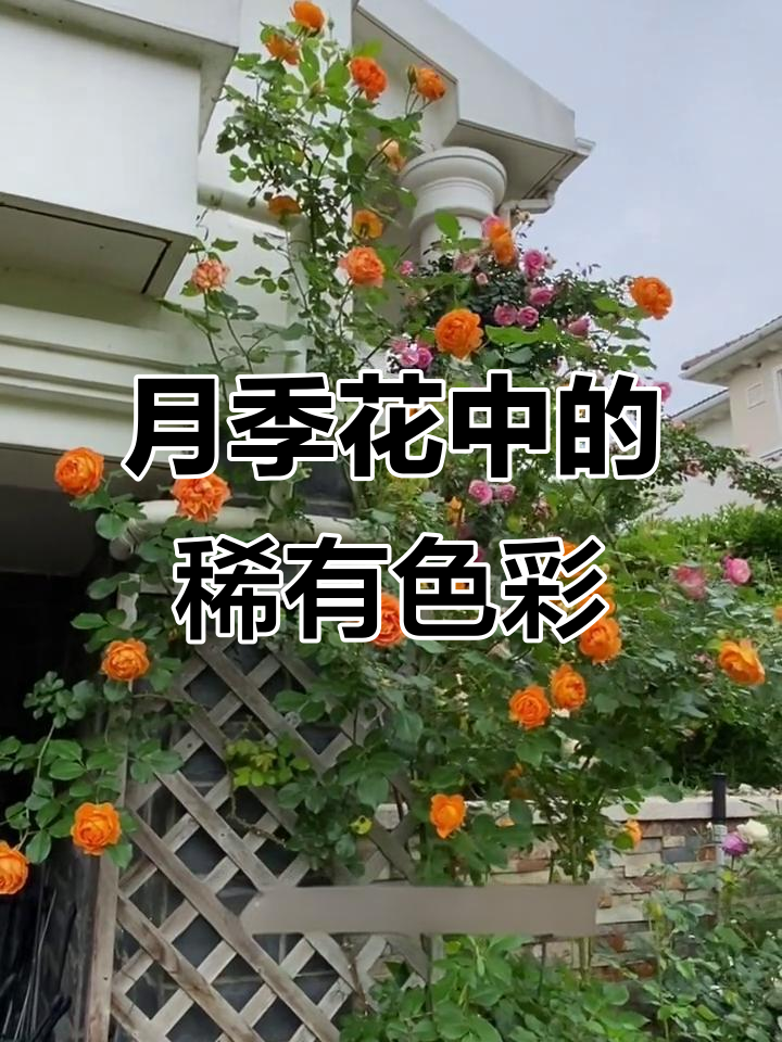 蜂蜜焦糖月季:鲜艳花朵与抗性挑战的完美结合