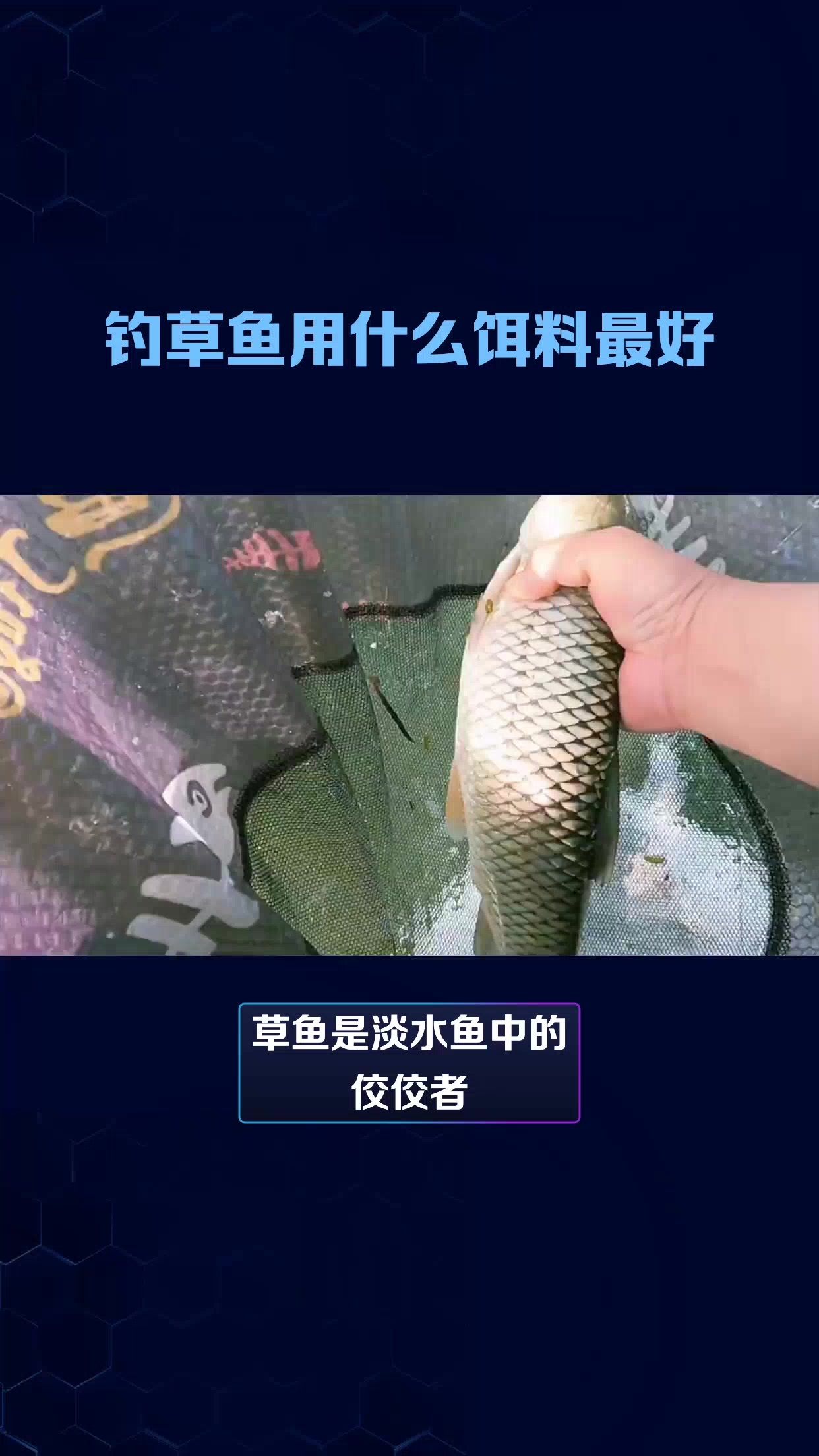 钓草鱼用什么饵料最好