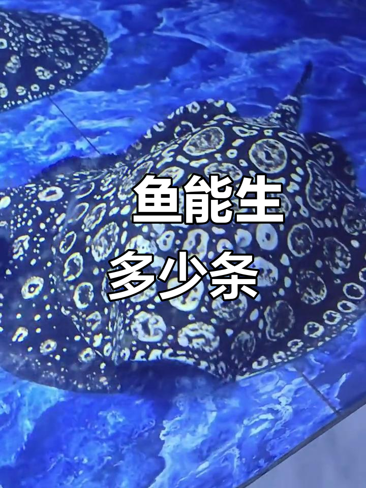 皇冠黑白魟鱼能生几条？热带观赏鱼的繁殖能力揭秘