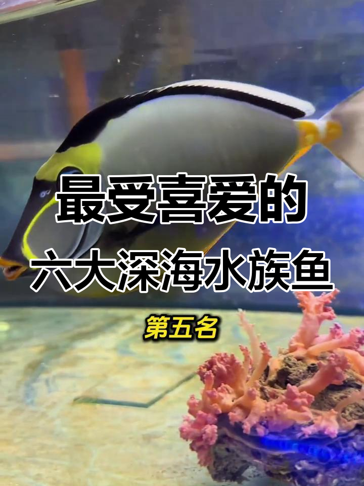 深海最受欢迎的六种观赏吊类鱼,你绝对不能错过!