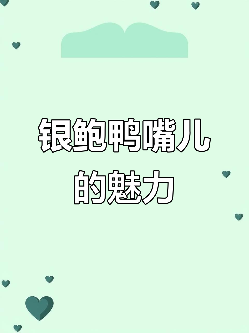 银鲍鸭嘴儿:成吉思汗般的美丽鲶鱼,银色爆点让人惊艳