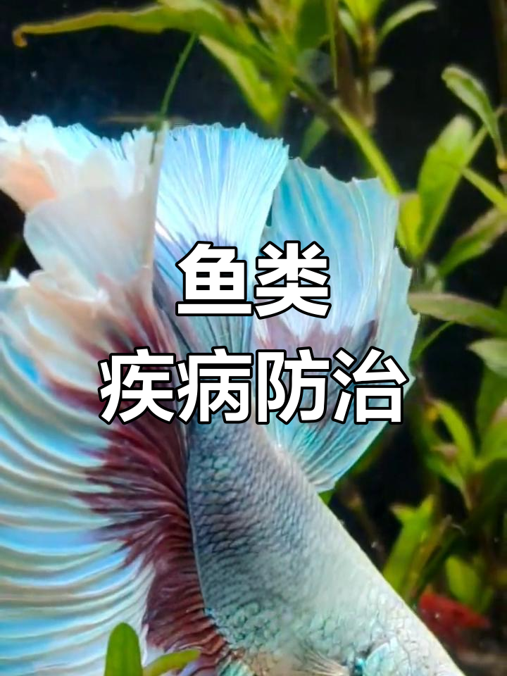 热带鱼常见病症:烂尾、黄粉病等,及时治疗避免恶化