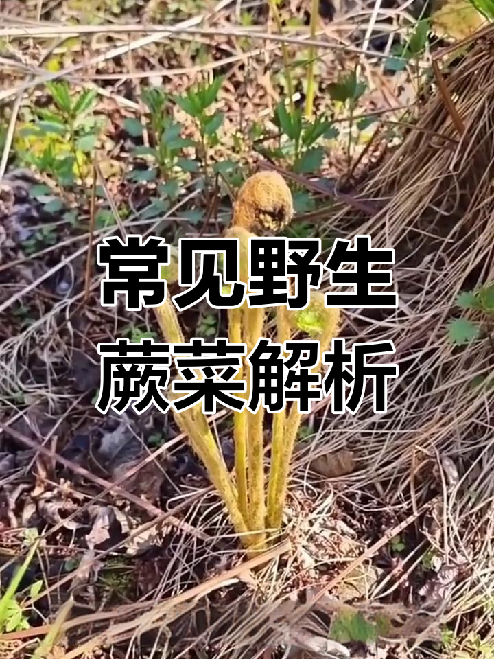 蕨类科野菜大揭秘:红杆绿杆全都有,哪种才是最美味?