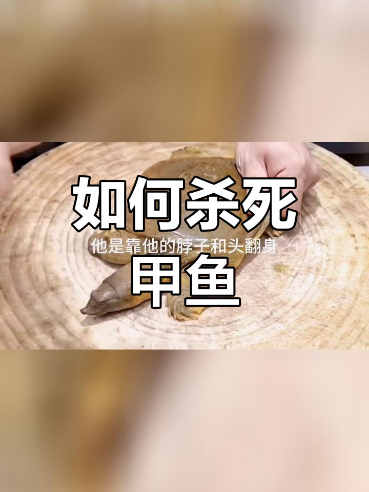 甲鱼翻身的秘密,轻松杀鱼不再难