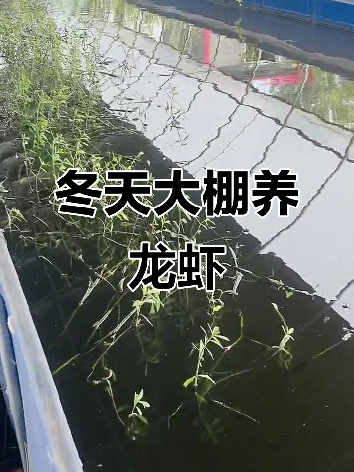 冬季反季节小龙虾养殖技巧,冷棚高密度养殖效益分析