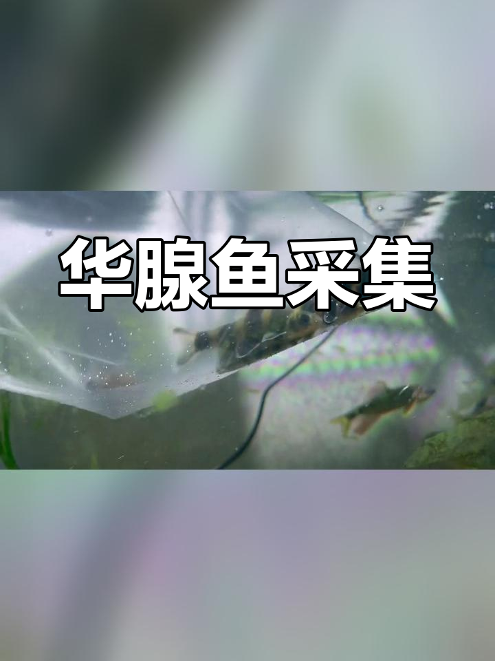 野采华腺鱼,备战未来