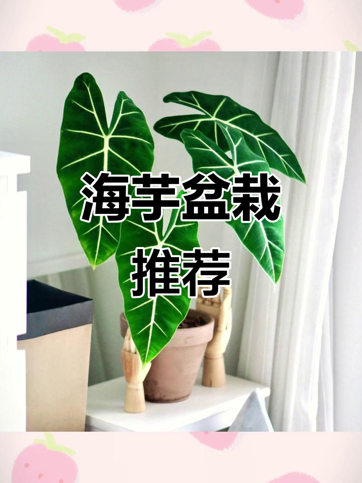 绿天鹅绒海芋,耐阴易养,办公室客厅皆宜